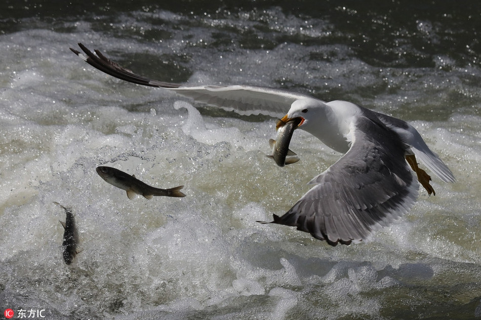 Không bỏ qua cơ hội, những con chim mòng biển tận dụng khoảng thời gian này, ăn uống no say thoải mái.