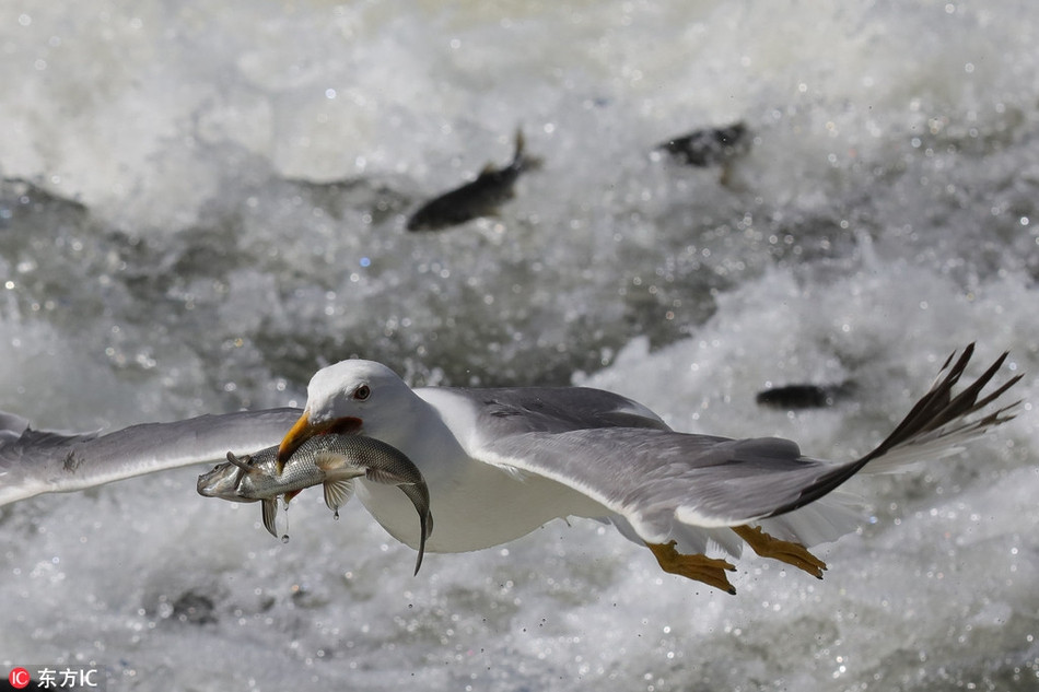 Cứ đến khoảng đầu tháng 6, những con chim mòng biển ở các khu vực hồ nước mặn Van tại Thổ Nhĩ Kỳ lại được dịp đánh chén no nê những con cá ngọc trai béo mập, tươi ngon.