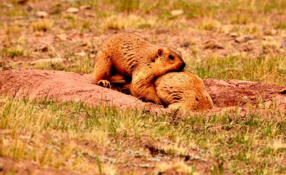 Trong ảnh là khoảnh khắc đôi sóc marmot đang yêu đương mãnh liệt ngay trên miệng hang của mình.