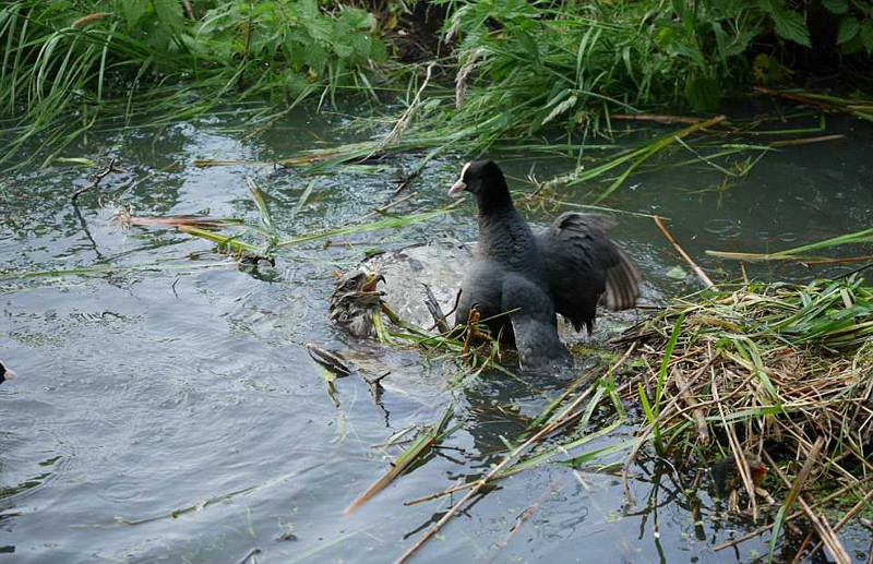Theo bản năng săn mồi, chim ưng tiếp cận tổ của chim sâm cầm và quyết định ra tay săn giết những con chim nhỏ. Đáng tiếc, chim ưng đã chọn sai con mồi. Chim sâm cầm nổi tiếng là hung dữ khi bảo vệ lãnh thổ trong mùa sinh sản.