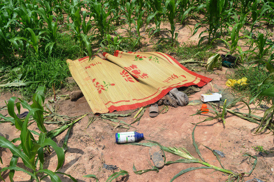 Vị trí nơi phát hiện đôi namnữ tại ruộng bắp - Ảnh CTV