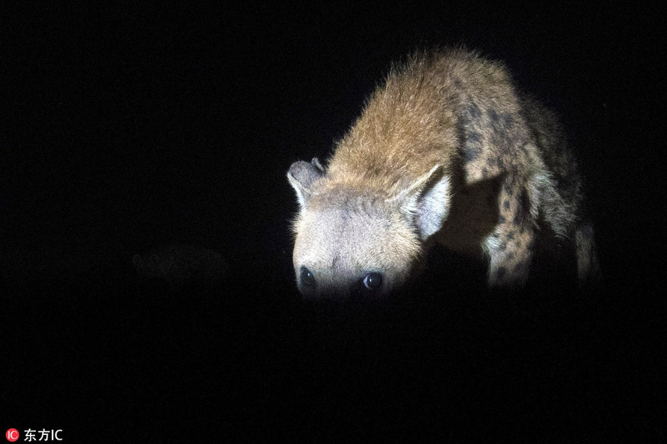 Anh dùng miệng của mình để bón thức ăn cho linh cẩu. Cho phép chúng ăn trực tiếp những miếng thịt được treo trên miệng của mình.