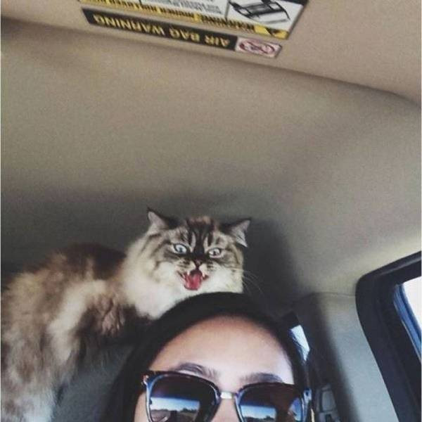 Chưa kịp tạo dáng đã bị chụp ảnh, mèo cưng tức tối và giận dữ ra mặt.