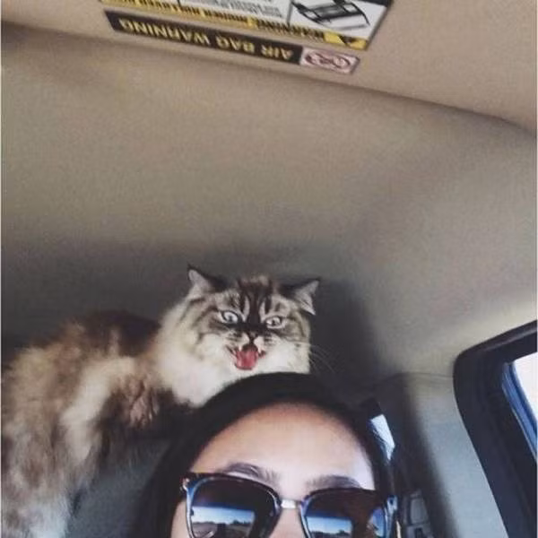 Chưa kịp tạo dáng đã bị chụp ảnh, mèo cưng tức tối và giận dữ ra mặt.