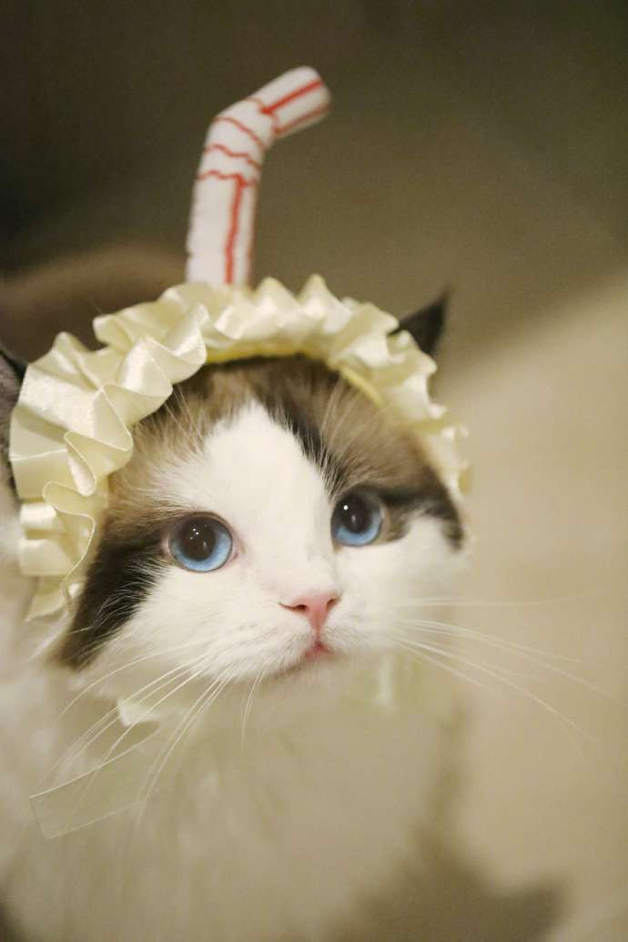 Tên của chú mèo là Tiểu Hồ Ly, một cái tên chỉ nghe thôi cũng thấy xinh đẹp, quyến rũ.