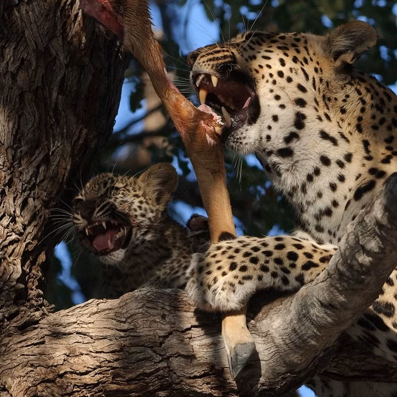 Thông thường, khi một con báo cái có con, nó sẽ giấu báo con ở nơi an toàn rồi tự mình đi săn. Khi báo con cứng cáp, báo mẹ mới dẫn con đi theo để học hỏi kỹ năng săn mồi. Tuy nhiên, những buổi học chỉ diễn ra trong ngày sư tử và linh cẩu không xuất hiện.