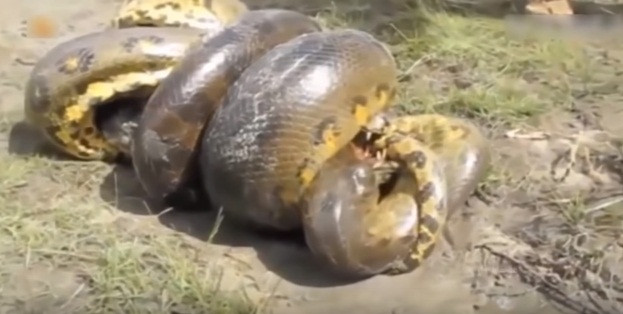 Mặc dù hàm cá sấu vẫn găm chặt vào đầu của trăn khổng lồ, thế nhưng những vòng siết chặt chẽ của con trăn khiến cá sấu mềm xương, bị tê tiệt và không còn điều khiển được cơ thể.