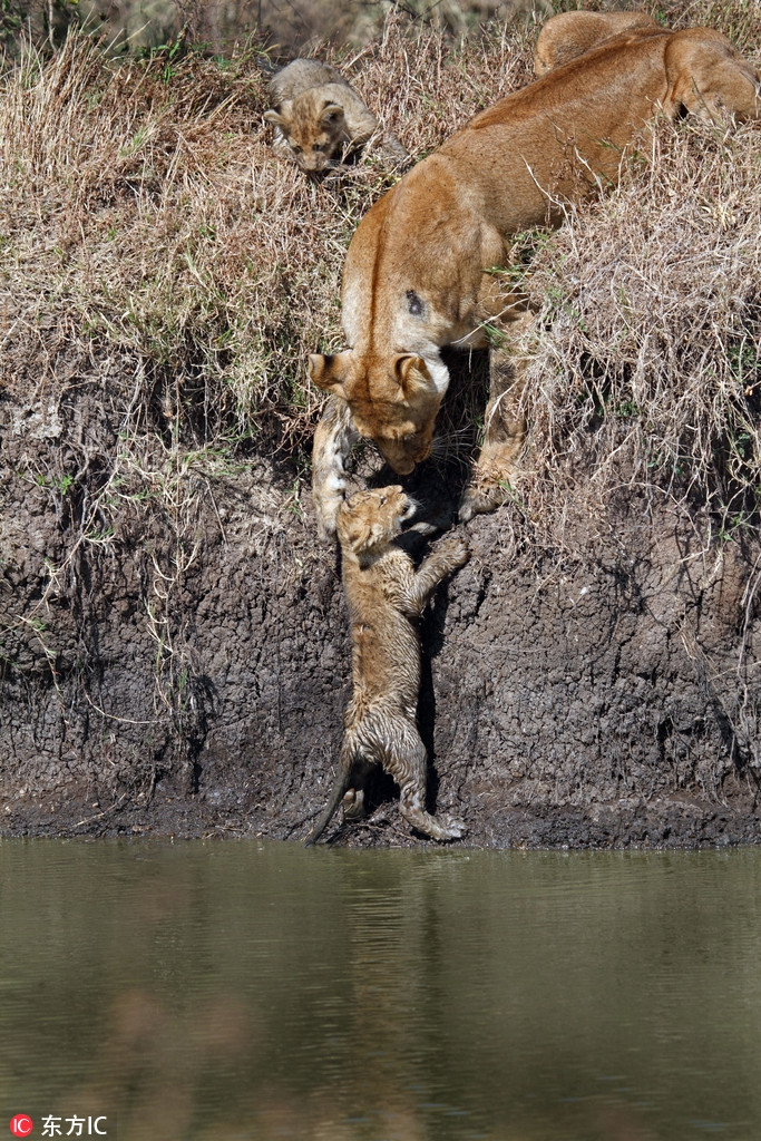 Thấy sư tử con có nguy cơ không trèo lên được và bị đuối nước, sư tử mẹ vội vã quay lại và cứu con lên bờ an toàn.