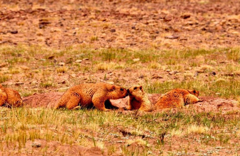 Mới đây, một nhiếp ảnh gia đến từ Thanh Hải, Trung Quốc ghi được những hình ảnh ấn tượng và thú vị về những con sóc marmot ở khu vực cao nguyên gần sông Dương Tử.