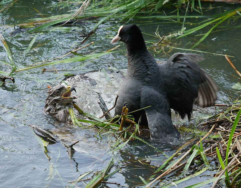 Chim ưng được coi là một trong những loài chim đứng ở đỉnh của chuỗi thức ăn họ gia cầm, chúng cũng được đánh giá là những kẻ săn mồi mạnh mẽ. Thế nhưng, khi mắc sai lầm, chim ưng cũng chết thảm như bao kẻ khác.