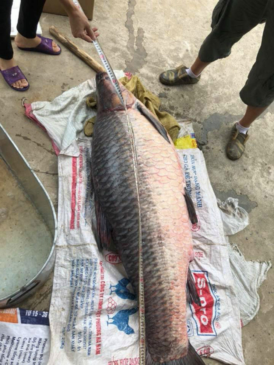 Con cá dài hơn 1,5 mét, vòng bụng khoảng một mét.