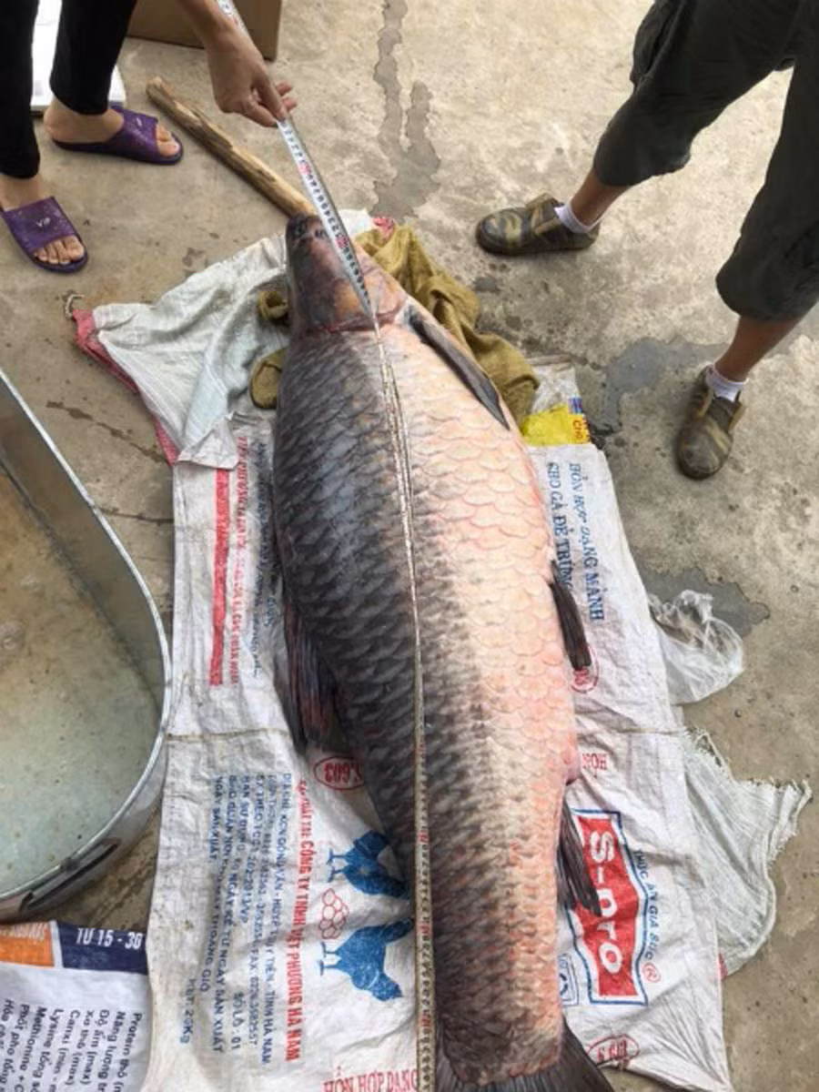 Con cá dài hơn 1,5 mét, vòng bụng khoảng một mét.