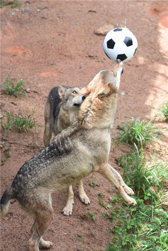 Các nhân viên cho biết thêm, họ muốn dùng bóng đá để giúp những con sói hoạt động thể chất nhiều hơn, tăng cường sức khỏe, rèn luyện thể lực.