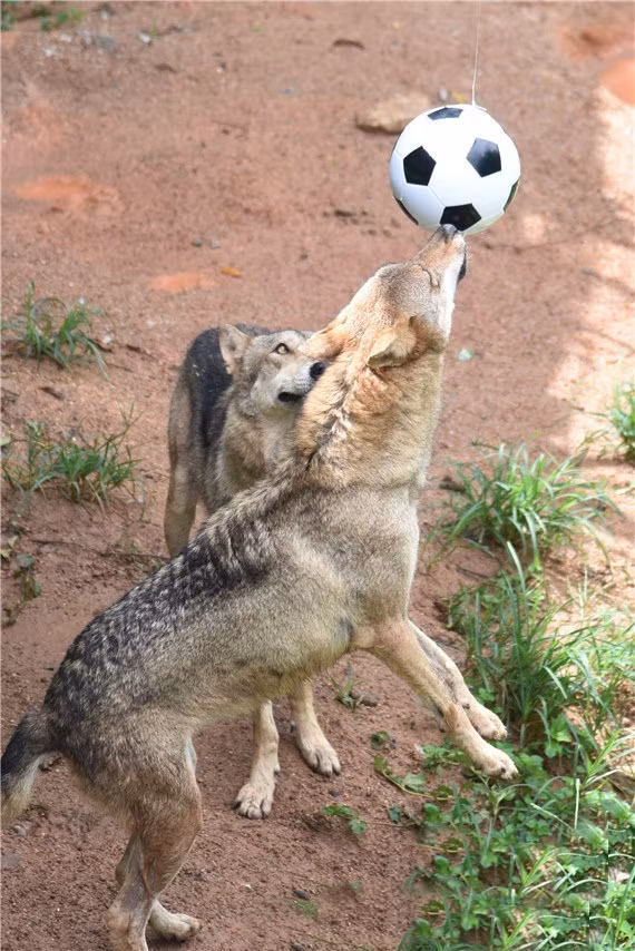 Các nhân viên cho biết thêm, họ muốn dùng bóng đá để giúp những con sói hoạt động thể chất nhiều hơn, tăng cường sức khỏe, rèn luyện thể lực.