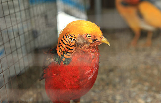Điểm khó trong nhân giống chim trĩ là chúng không biết ấp. Chim trĩ đẻ nhờ vào tổ của loài chim khác nên quả trứng đó dễ bị bỏ quên, thậm chí là bị loài khác ăn mất.