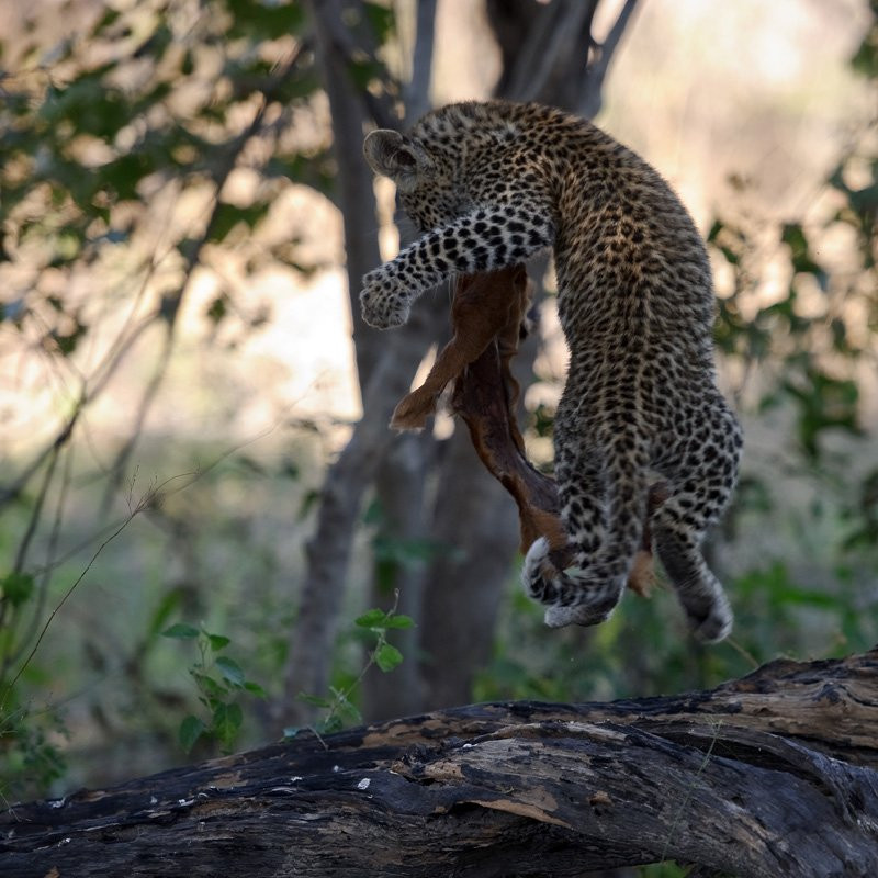 Lần này, những con báo con mà nhiếp ảnh gia Sergey tiếp cận đã ở tuổi bắt đầu ăn thịt. Chúng nhìn thấy nhiếp ảnh gia nhưng không chú ý đến, tiếp tục trèo cây và ăn.