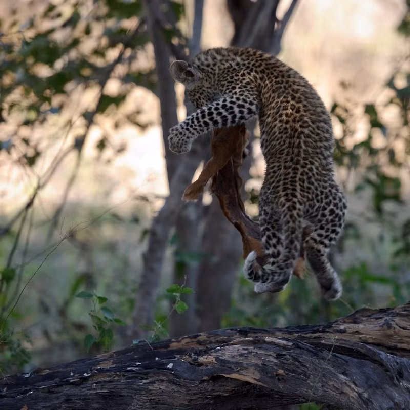 Lần này, những con báo con mà nhiếp ảnh gia Sergey tiếp cận đã ở tuổi bắt đầu ăn thịt. Chúng nhìn thấy nhiếp ảnh gia nhưng không chú ý đến, tiếp tục trèo cây và ăn.