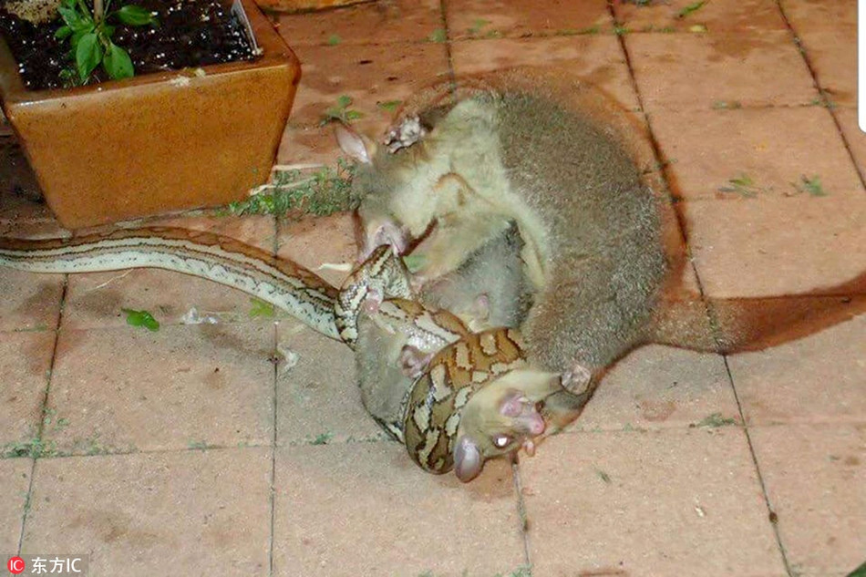 Nhìn thấy con trăn đang siết chặt lấy con mình, chồn Possum mẹ không màng nguy hiểm, dùng những chiếc răng sắc nhọn của mình, liên tục cắn xé cơ thể của con trăn.