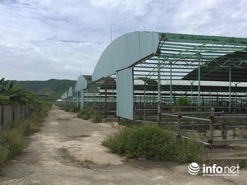 Hệ thống chuồng nuôi nhốt bò trống hoác, tốc mái, rỉ sét