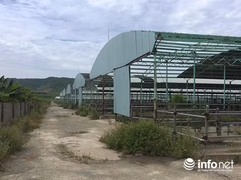 Hệ thống chuồng nuôi nhốt bò trống hoác, tốc mái, rỉ sét