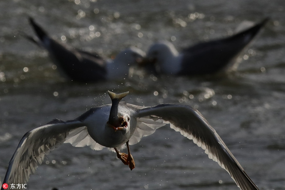 Chính vì thế, vào thời điểm này trong năm, các nhiếp ảnh gia động vật hoang dã có thể bắt được những khoảnh khắc ấn tượng, khi những con chim mòng biển điên cuồng săn giết những con cá ngọc trai.
