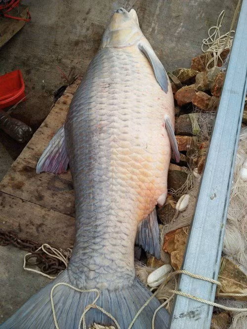 Trước đó, vào hồi tháng 4 vừa qua, một con cá trắm đen nặng 61kg, dài 1,5m cũng được ngư dân đánh bắt trên hồ Thác Bà. Sau đó, con cá đã được một nhà hàng ở Hà Nội mua ngay.