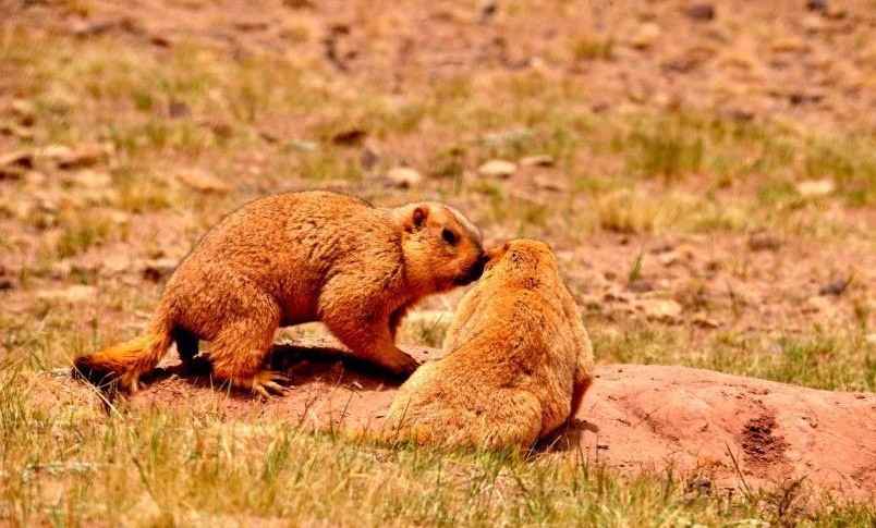 Trong những hình ảnh này, có thể thấy hạn hán ở khu vực cao nguyên khá nghiêm trọng, khắp nơi đều cằn cỗi, chỉ có chút ít cỏ dại mọc được nhưng cũng lưa thưa.