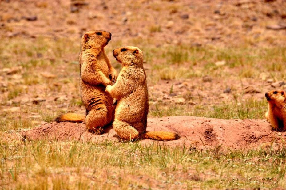 Qua những hình ảnh có thể thấy, đôi sóc marmot cực kỳ tình cảm với nhau, chúng vuốt ve, hôn nhẹ lên đối phương và cũng chẳng ngại yêu đương nhiệt tình, ngay cả khi có sự chứng kiến của đồng loại.