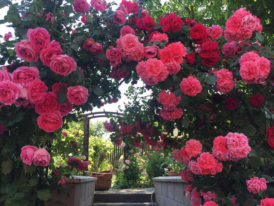 Chị Bích chia sẻ, chị bắt đầu làm vườn từ cách đây 8 năm. Lúc bấy giờ, chị đã tự tay thu dọn sỏi đá, gạch vụn để lấy đất trồng cây.