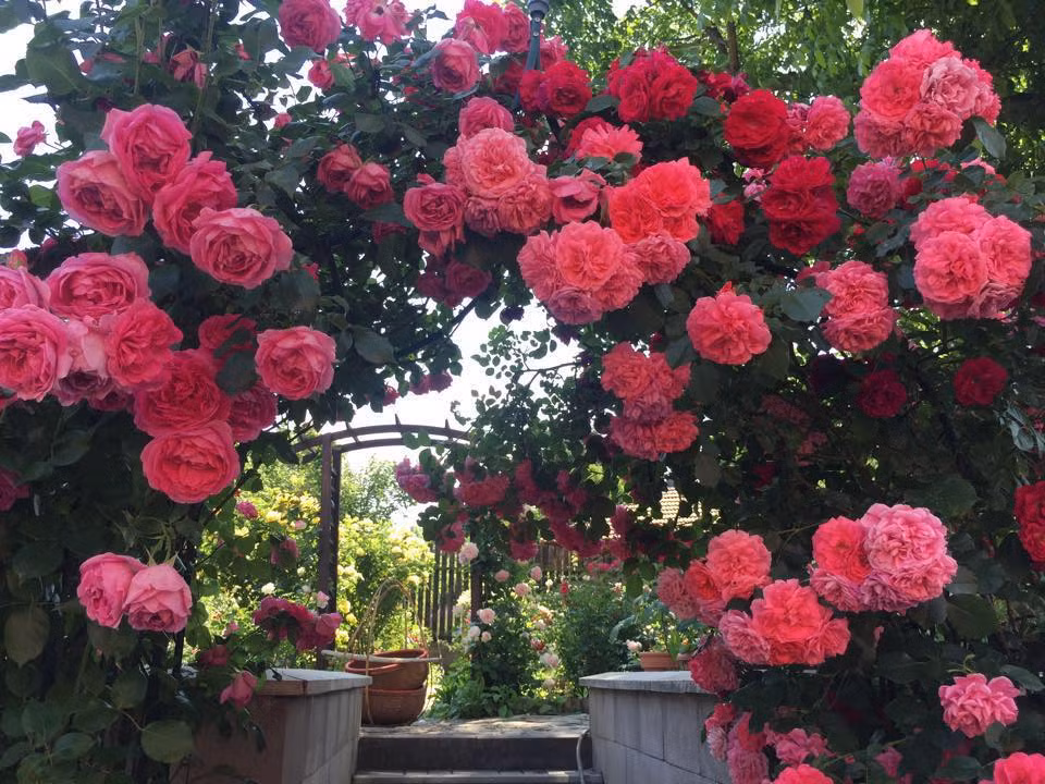 Chị Bích chia sẻ, chị bắt đầu làm vườn từ cách đây 8 năm. Lúc bấy giờ, chị đã tự tay thu dọn sỏi đá, gạch vụn để lấy đất trồng cây.