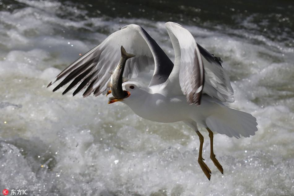 Bởi chỉ cần lượn qua lượn lại, chúng đã có thể dễ dàng bắt được những con cá ngọc trai khổ sở phải nhảy vọt lên khỏi mặt nước để vượt thác.