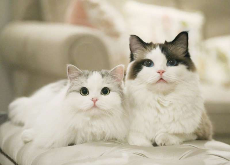 Đáng nói, Tiểu Hồ Ly đã là "hoa có chủ", bạn gái của chú ta cũng rất xinh đẹp, khả ái.