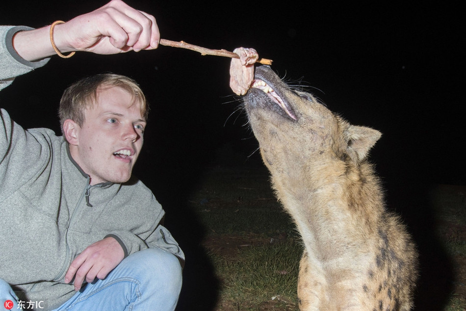 Trong ảnh là một người đàn ông có may mắn được tiếp cận thân thiết với đàn linh cẩu nhờ Abbas.