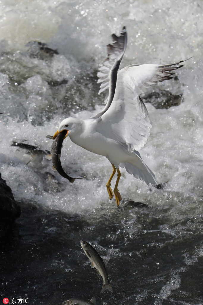 Không may, khu vực hồ nước mặn Van lại chính là nơi cư ngụ của những con chim mòng biển nổi tiếng tham ăn và hung hăng.