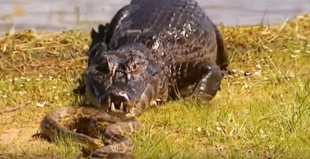 Nhận thức được điều đó, khi thấy cá sấu hung hăng kiên quyết không nhượng bộ, trăn thảm quay đầu và có ý định trườn đi.