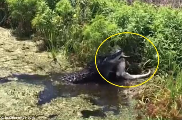 Kinh hoang ca sau khong lo tim noi vang ve giet thit dong loai