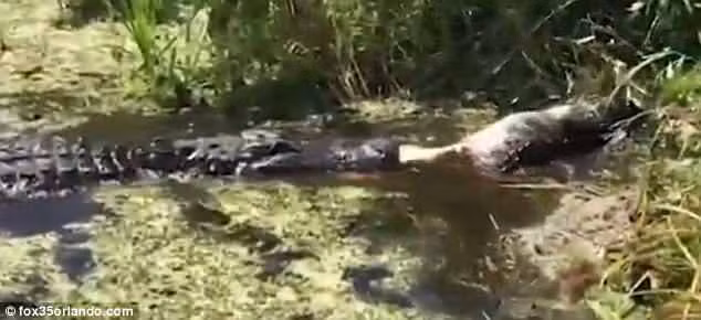 Kinh hoang ca sau khong lo tim noi vang ve giet thit dong loai-Hinh-3