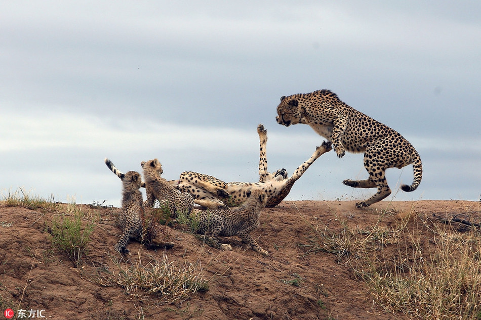 Để bảo vệ những con báo đốm con, báo đốm mẹ không ngần ngại tung hết sức, chiến đấu dữ dội với chính đồng loại.