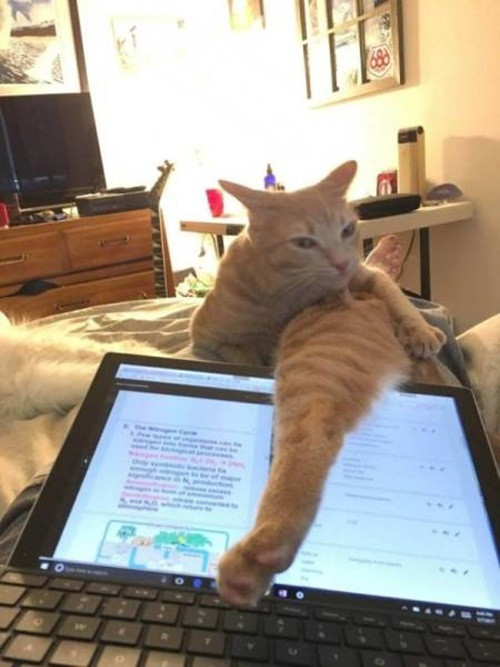 Khi mèo cưng khoe chân dài để gây sự chú ý và bị chủ nhân chụp lại.