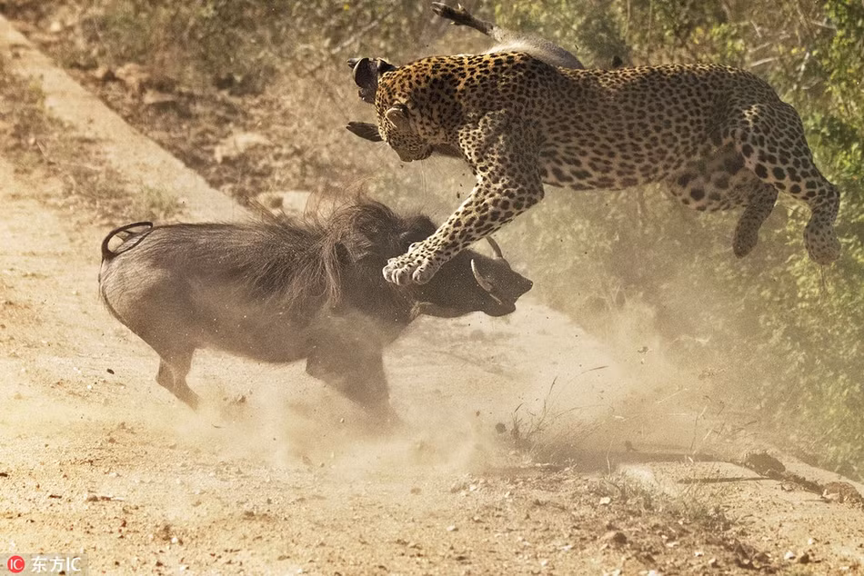 Nhìn thấy báo hoa mai bắt được lợn con, lợn rừng mẹ nổi điên, bất chấp tất cả, xông vào hất tung báo hoa mai.