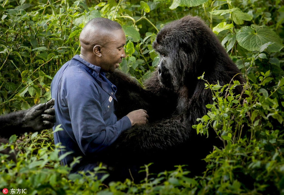 Cứ một lúc, con khỉ đột lại làm nũng và đòi được thân thiết với nhân viên vườn quốc gia. Đôi lúc, con khỉ đột đòi trèo lên lưng của nhân viên chăm sóc để được cõng.