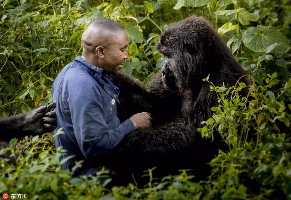 Cứ một lúc, con khỉ đột lại làm nũng và đòi được thân thiết với nhân viên vườn quốc gia. Đôi lúc, con khỉ đột đòi trèo lên lưng của nhân viên chăm sóc để được cõng.