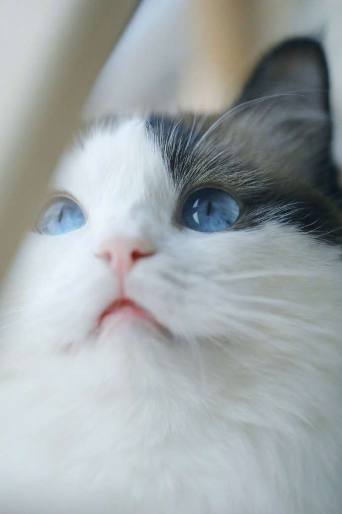 Ánh mắt xanh mơ màng của Tiểu Hồ Ly giống như có thể hút hồn tất cả mọi người.