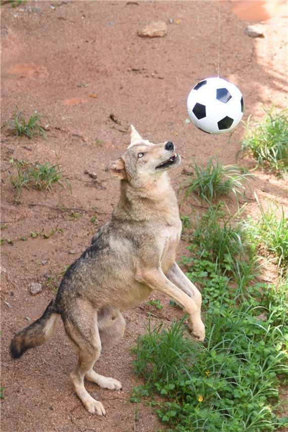 Thế nhưng họ không ngờ rằng, những con sói này lại có sự hứng thú đặc biệt với bóng đá. Chúng bắt nhịp rất nhanh và chơi đùa không biết mệt và có vẻ sẽ gắn bó dài dài với môn thể thao đồng đội này.
