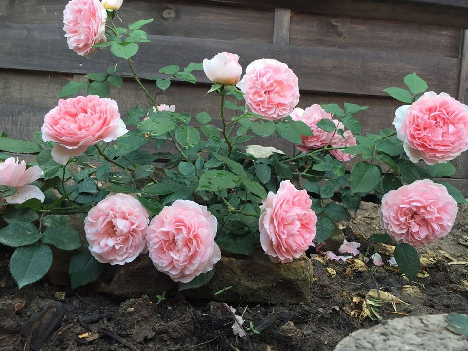 Khu vườn ngập tràn hoa hồng là nơi chị thư giãn sau những thời gian làm việc căng thẳng. Hương thơm và sắc màu quyến rũ của hoa hồng cũng giúp cho chị thêm yêu đời hơn.