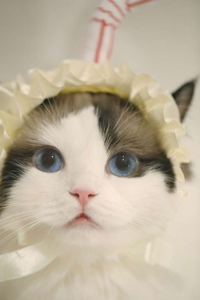 Dưới ống kính của chủ nhân, chú mèo Tiểu Hồ Ly thực sự xinh đẹp và hút hồn người nhìn.