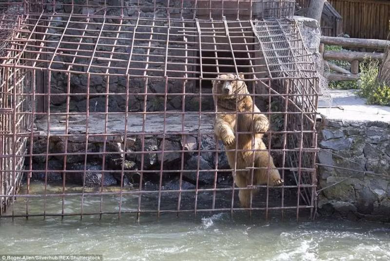 Cách đây không lâu, hình ảnh hai con gấu nâu bị giam giữ trong lồng sắt suốt 10 năm tại một nhà hàng ngoài trời ở Cộng hòa Armenia đã gây xôn xao dư luận.