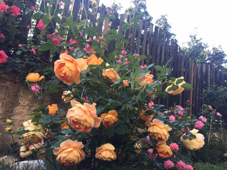 Chị Bích lưu ý cần quây từng gốc hồng bằng khung gỗ, tạo độ cao cho phần đất xung quanh gốc, tạo rãnh xung quanh phía ngoài khung gỗ giúp nước thoát nhanh khi mưa xuống.