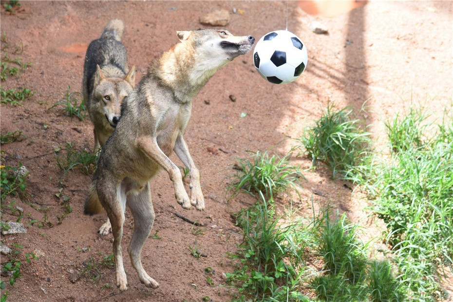 Chúng nhảy lên, dùng mũi và đầu để di chuyển quả bóng.