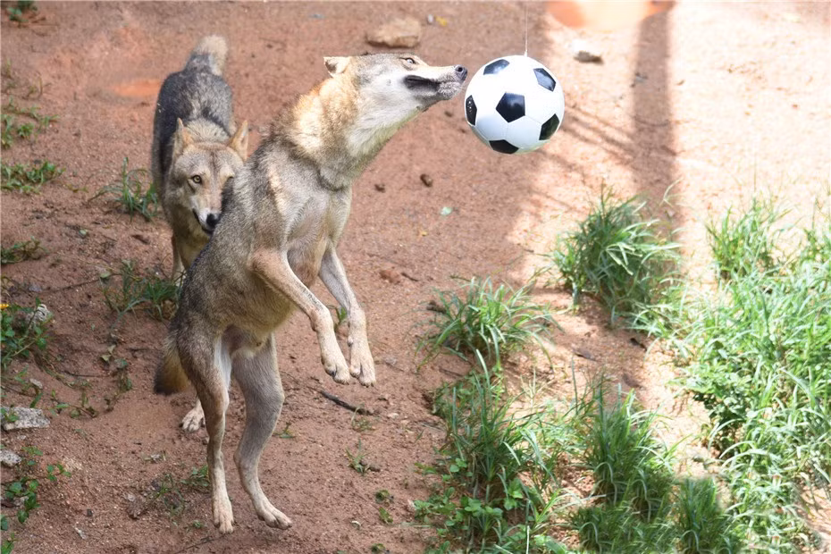 Chúng nhảy lên, dùng mũi và đầu để di chuyển quả bóng.